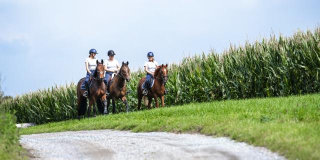 3 paarden op traject
