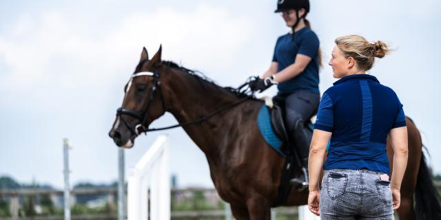 paard in piste