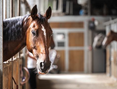 paard kijkt in de middengang
