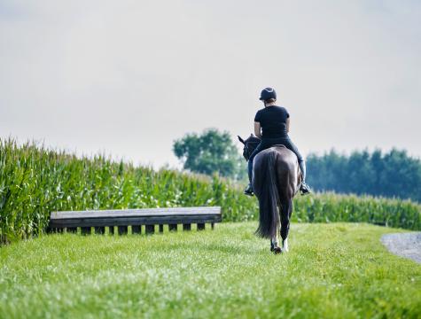 paard wandelt naast crosshindernis
