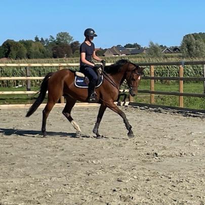 teddy in de piste