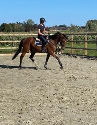 teddy in de piste