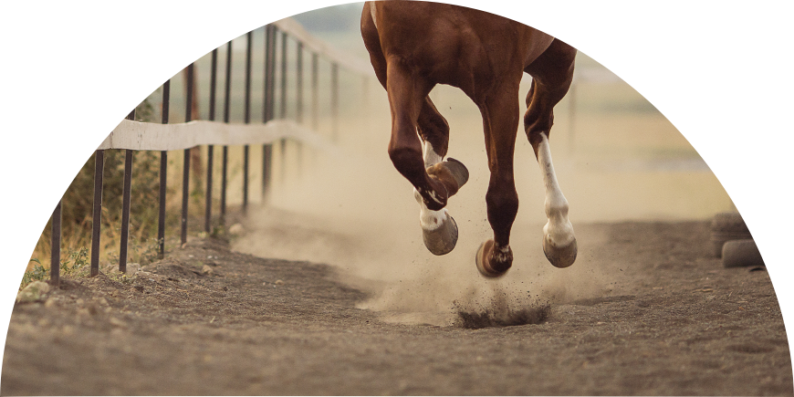 paard boog