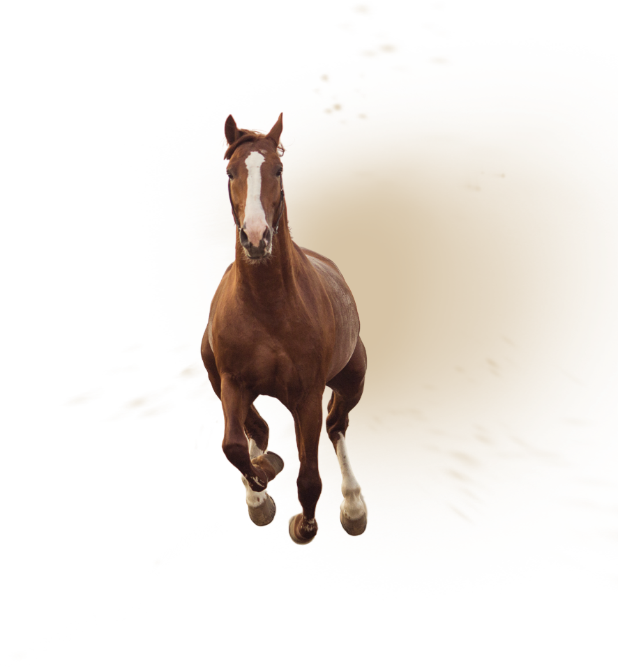 paard stof