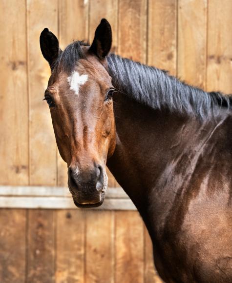 Close up van Grande, ons kampioenenpaard