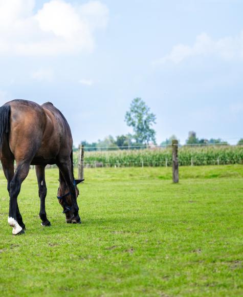 paard in de weide